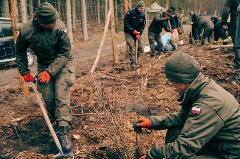 Coroczne sadzenie lasu z udziałem żołnierzy 104. batalionu logistycznego
